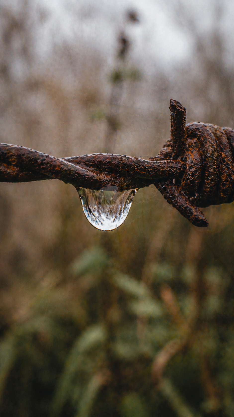 Water droplet hanging on rusted barbed wire