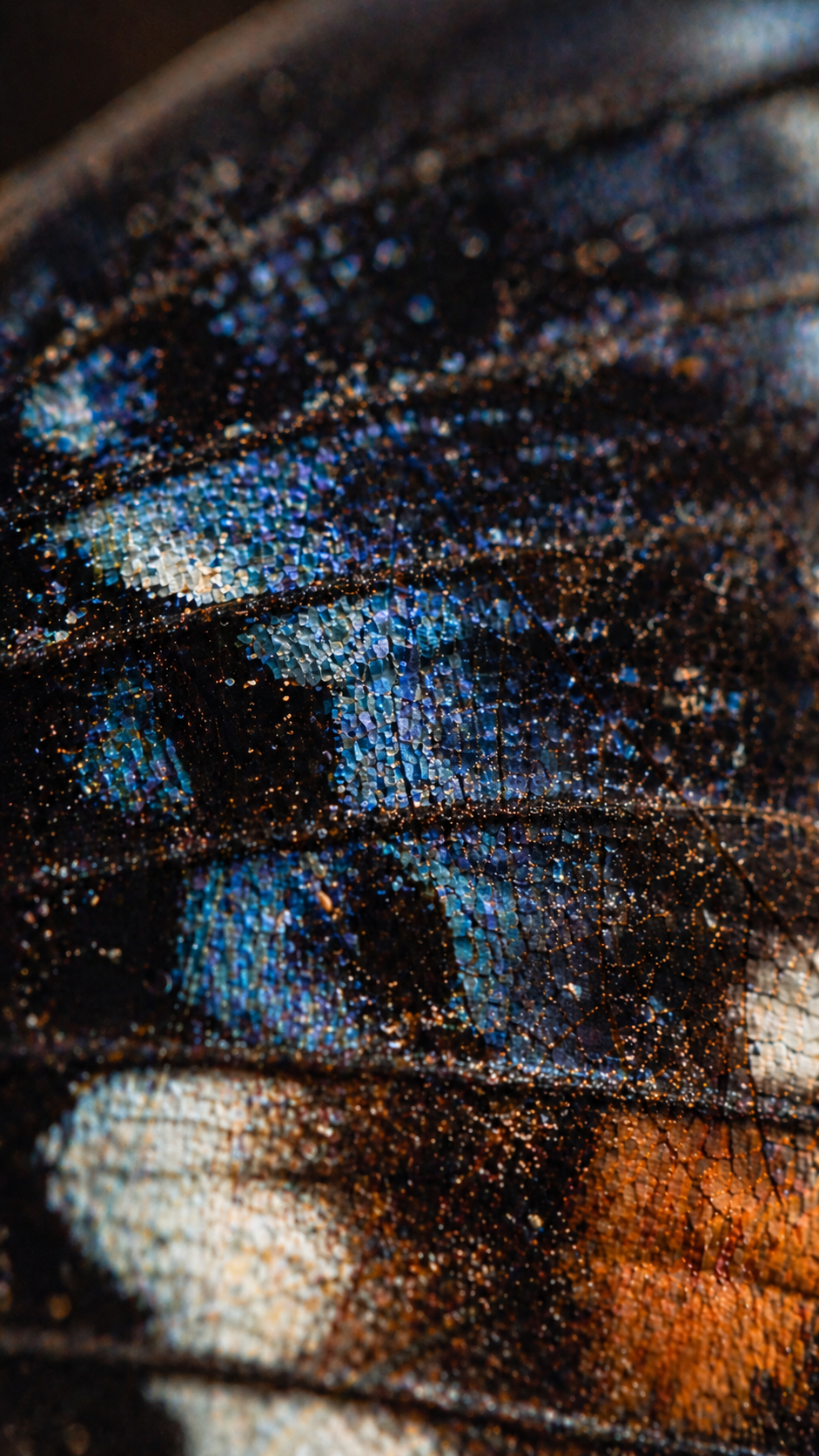 Butterfly wing scales macro