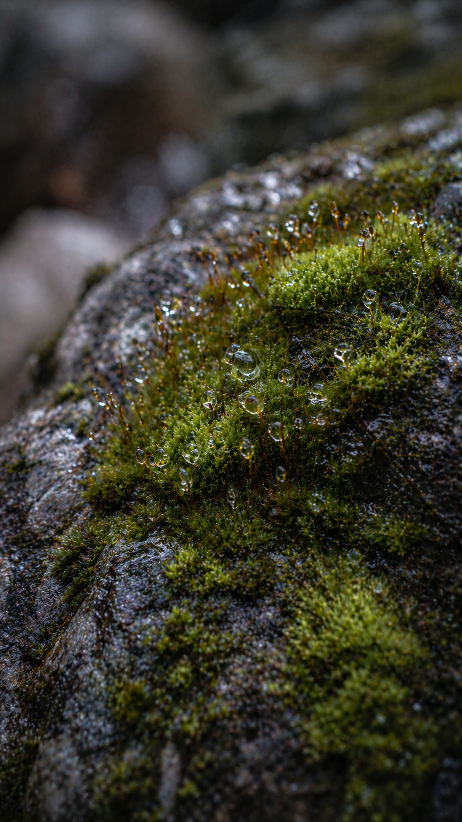 Moss with dewdrops macro