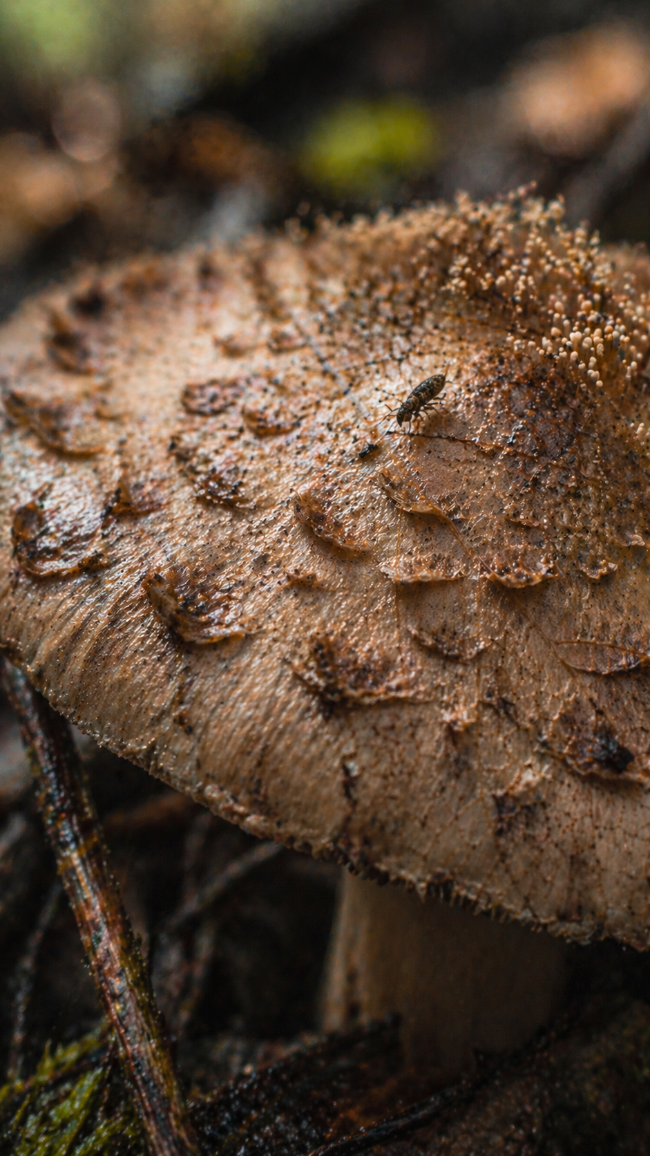 Mushroom with springtail insect