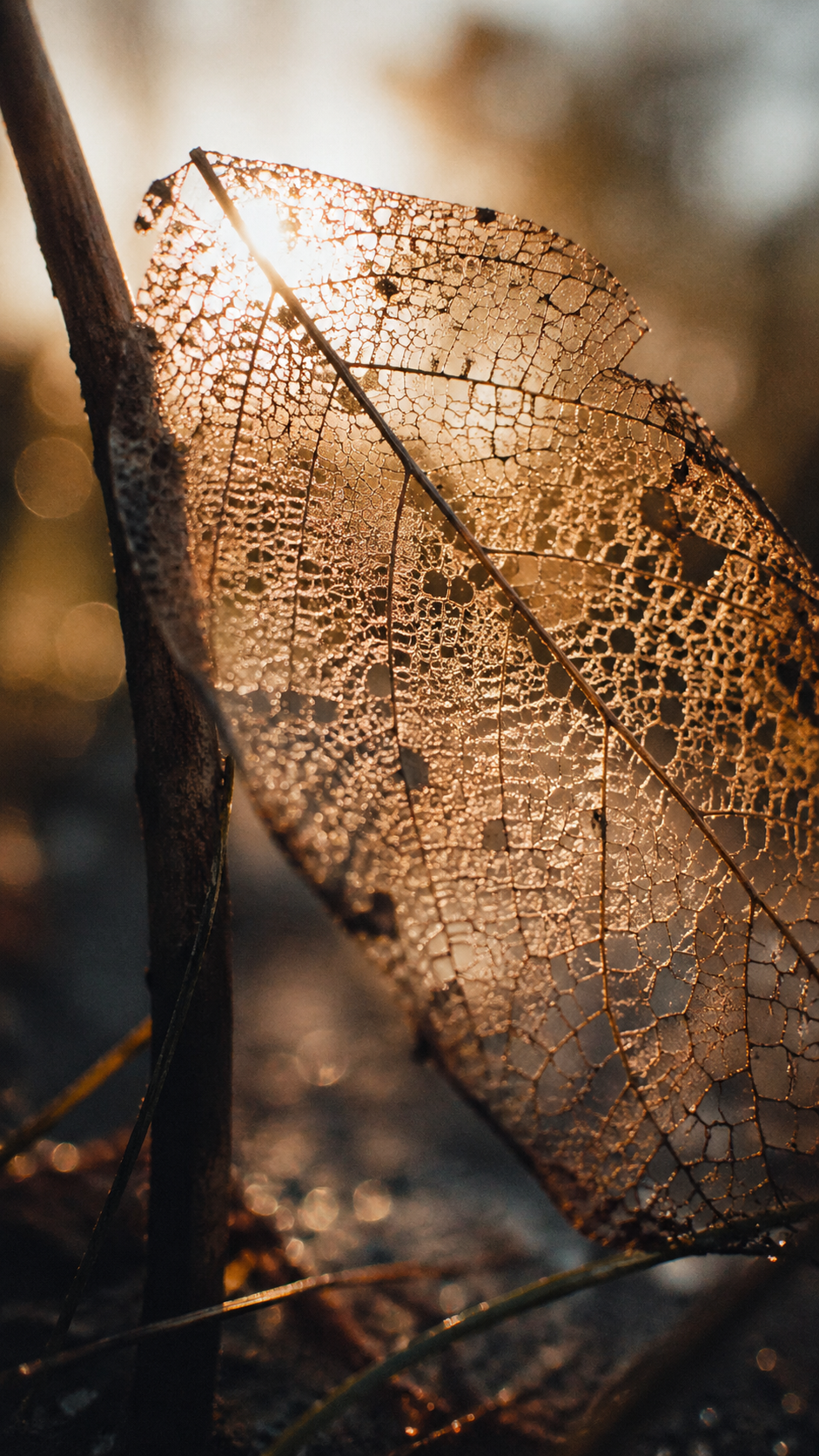 Portrait wreathed in marigold
